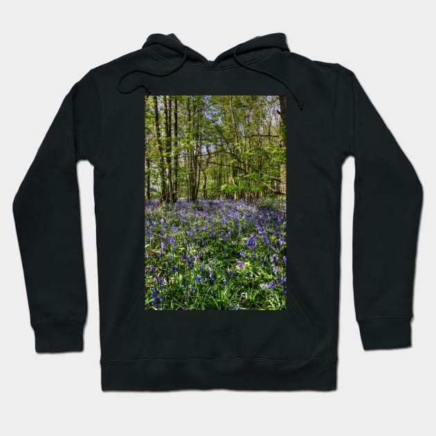 Bluebells Everdon Stubbs Wood Hoodie by avrilharris